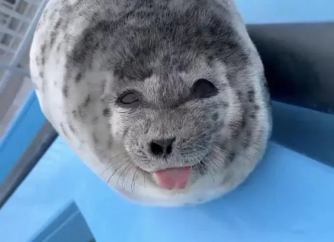 A seal with its tongue out